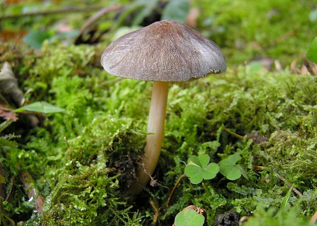 La grande siccita''....ma qui i funghi spuntano lo stesso !